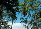 Panama112011-6474 [1600x1200]